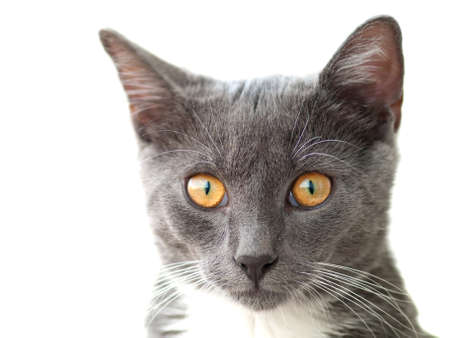 cat portrait の写真素材