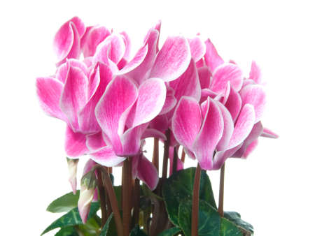 Pink cyclamen on a white background. の写真素材