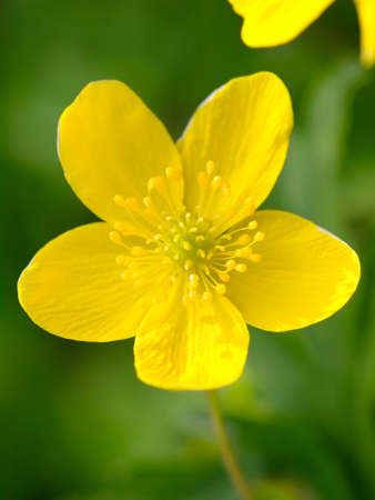 yellow buttercup flower the spring の写真素材