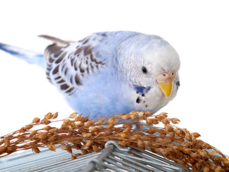 budgerigar with birdseed on cage 