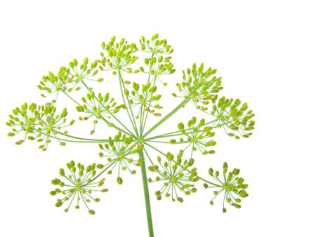 Close-up of dill,  の写真素材
