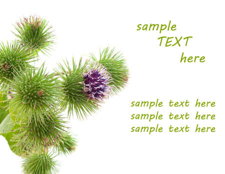 bur thorny flower. (Arctium lappa) with room for textの写真素材