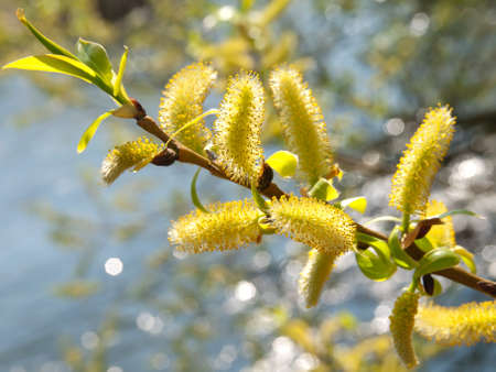 Pussy-willow, spring branches on river background