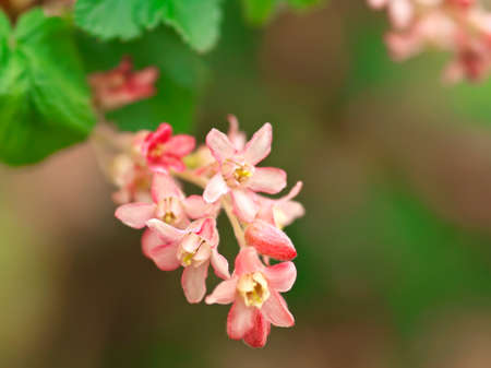 Flowering red Currant (Ribes sanguineum) の写真素材