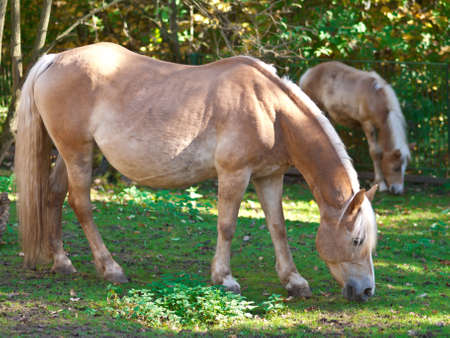 horseの写真素材