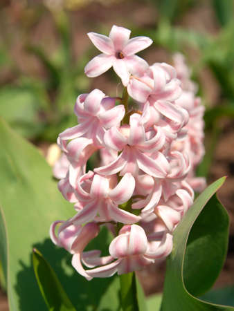 macro shot of blooming hyazinthus の写真素材