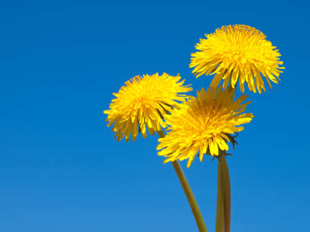 three yellow dandelions on blue skyの写真素材