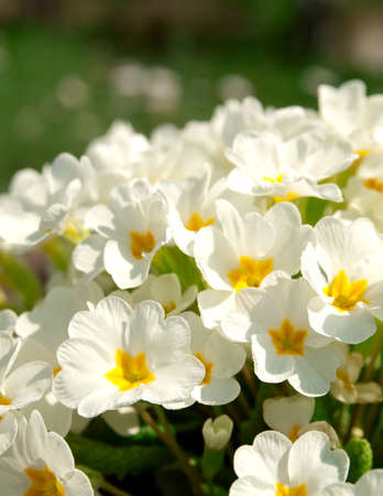 Primrose (primula vulgaris). Flowering in spring の写真素材