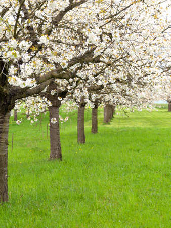 blossoming tree in spring. の写真素材
