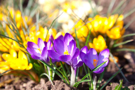 Spring crocus flowers group の写真素材