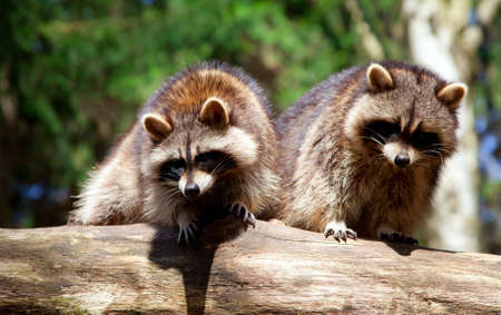 Raccoon on Tree Trunkの写真素材