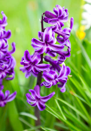 macro shot of blooming hyazinthusの写真素材