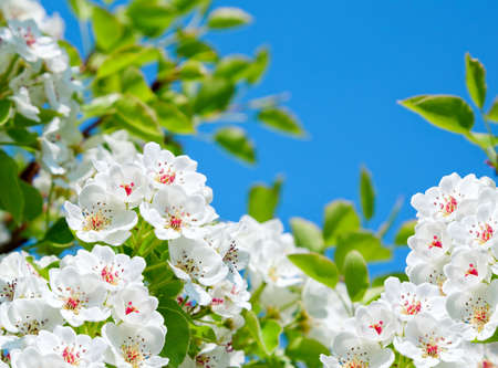 Apple bloom on blue skyの写真素材