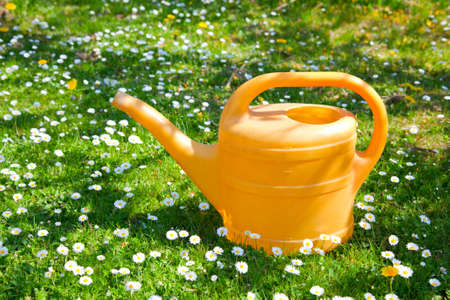 Green watering can on a field of daisies. の写真素材