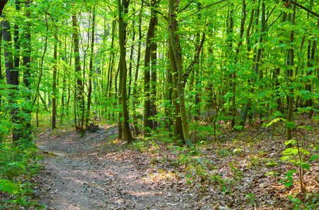 forest
