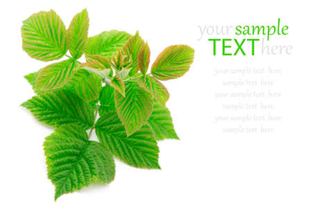 Branch of raspberry. green leaves, with room for text 