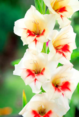 gladiolus flower in summer dayの写真素材