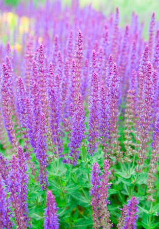salvia officinalis. field of sage の写真素材