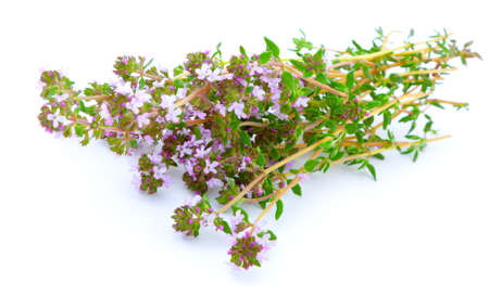 thyme on white isolated backgroundの写真素材