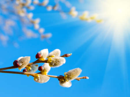 Branch with willow buds (pussy willows)  with sunlight , spring photoの写真素材