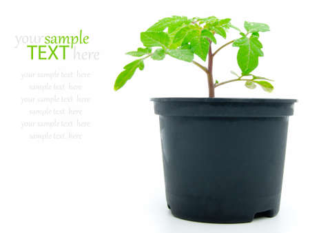 Seedlings of tomato on a white backgroundの写真素材