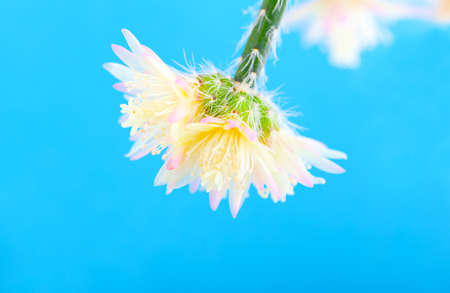 flower of rhipsalis pilocarpa - cactus, on blue backgroundの写真素材