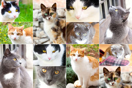 assortment of catsの写真素材