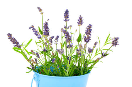 flower of lavender on a white backgroundの写真素材