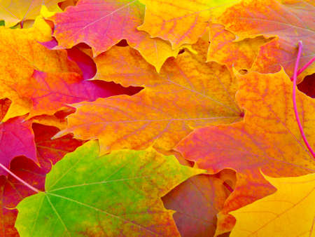 Fall leafs background, texture patternの写真素材