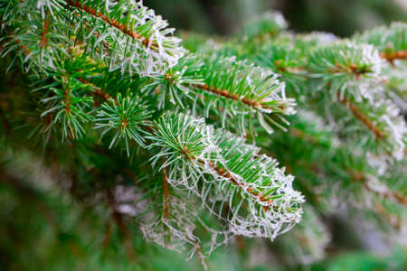 Branch of fir tree with rime