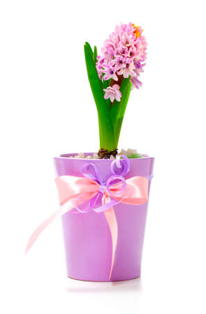 pink hyacinth flowers, isolated on white background の写真素材