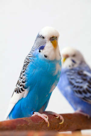 pair budgerigarの写真素材