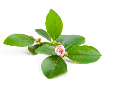 close up photo of a branch treeの写真素材