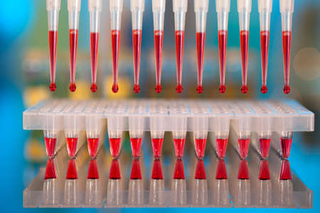 DNA analysis: loading reaction mixture into 96-well plate with multichannel pipetteの写真素材
