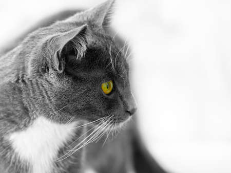 green-eyed cat