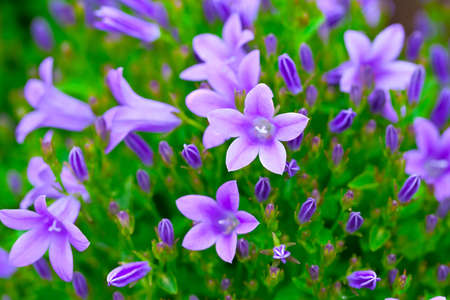 campanula   or bellflowers , floral background の写真素材