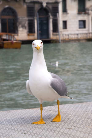 Proud seagull in portの写真素材