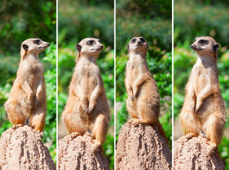 Meerkat suricata watching predatorsの写真素材