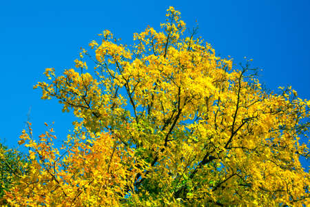 autumn tree on blue sky.