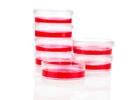 Petri dishes isolated on white