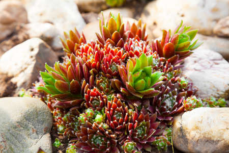 houseleek - Sempervivum in the gardenの写真素材