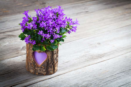 blue campanula flowers for Valentine's Day on wooden の写真素材