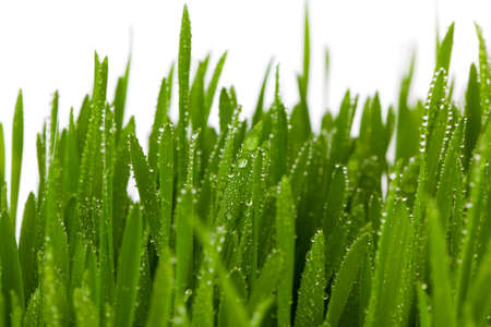 Fresh Green Grass with Drops Dew, on white