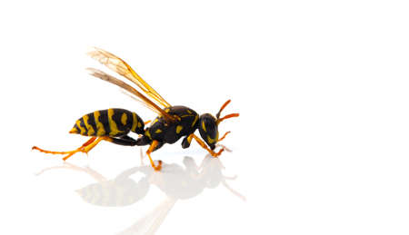 wasp isolated on white backgroundの写真素材