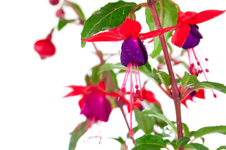 blooming fuchsia (fuschia hybrida), isolated on a white backgroundの写真素材