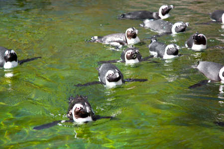 African Penguin (Spheniscus demersus)の写真素材