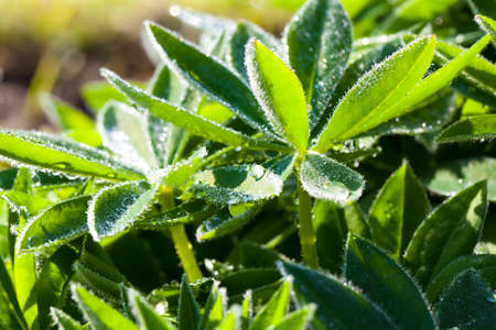 close up of Lupinus plant with water drop, is a genus of flowering plants in the legume family, Fabaceae.の写真素材