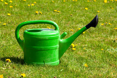 Green watering can on a field of daisies.の写真素材