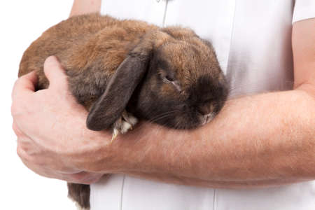 A rabbit in for a check-up at a vet clinic