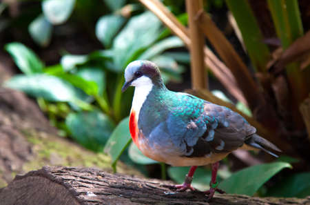 pigeonの写真素材